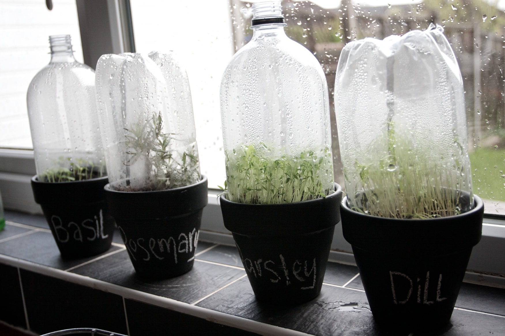 теплица для комнатных растений из пластиковых бутылок